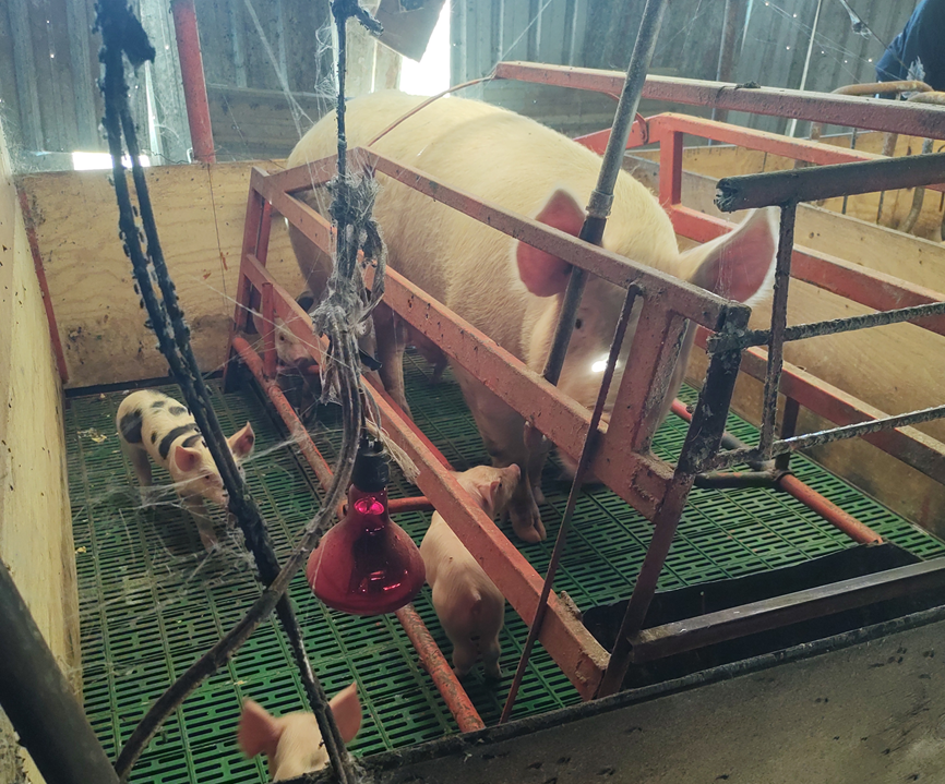 Visita rancho Sandoval 3